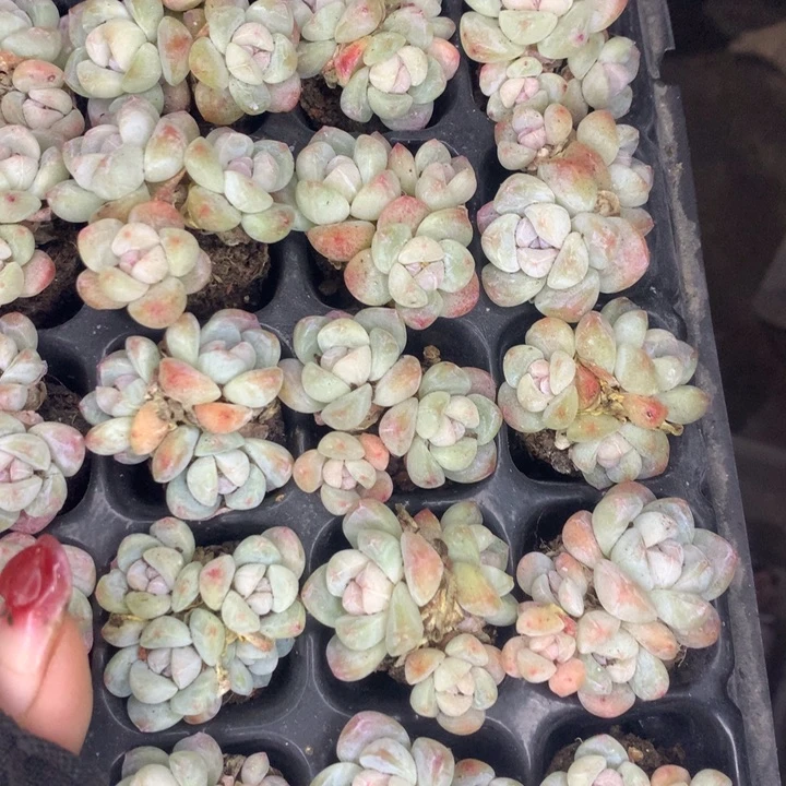 冰玉3头  10颗    包邮 多肉