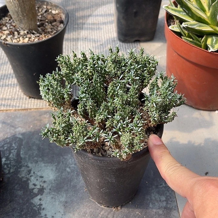 无花朵蜘蛛丸大群