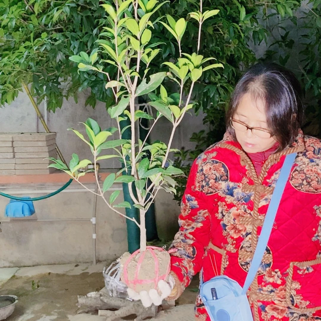 王***咏完全开放1/2左右丹桂