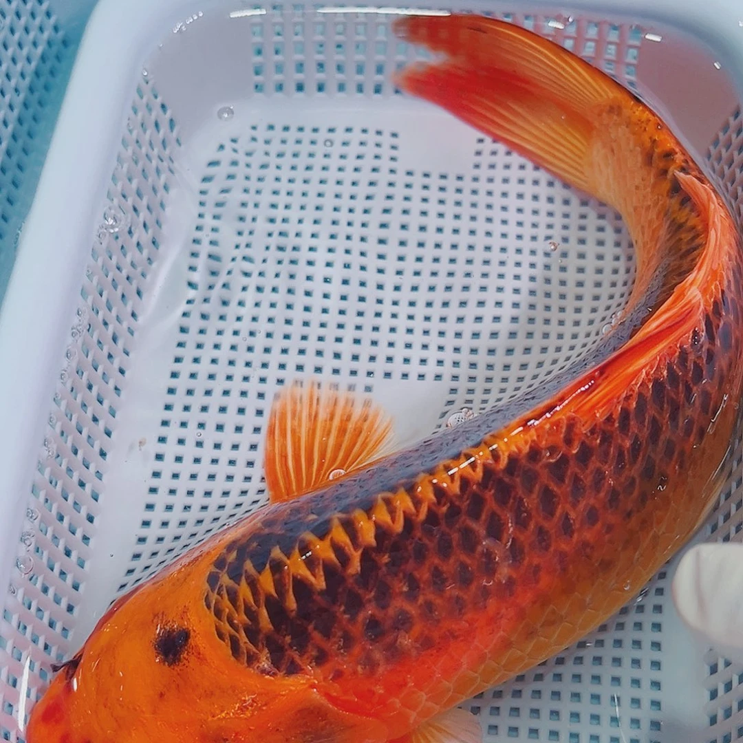 锦鲤锦鲤冷水鱼观赏125