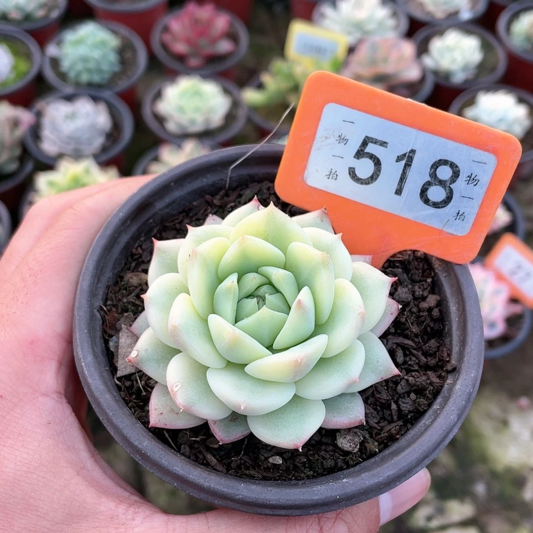 【闪购商品】蜜*518号