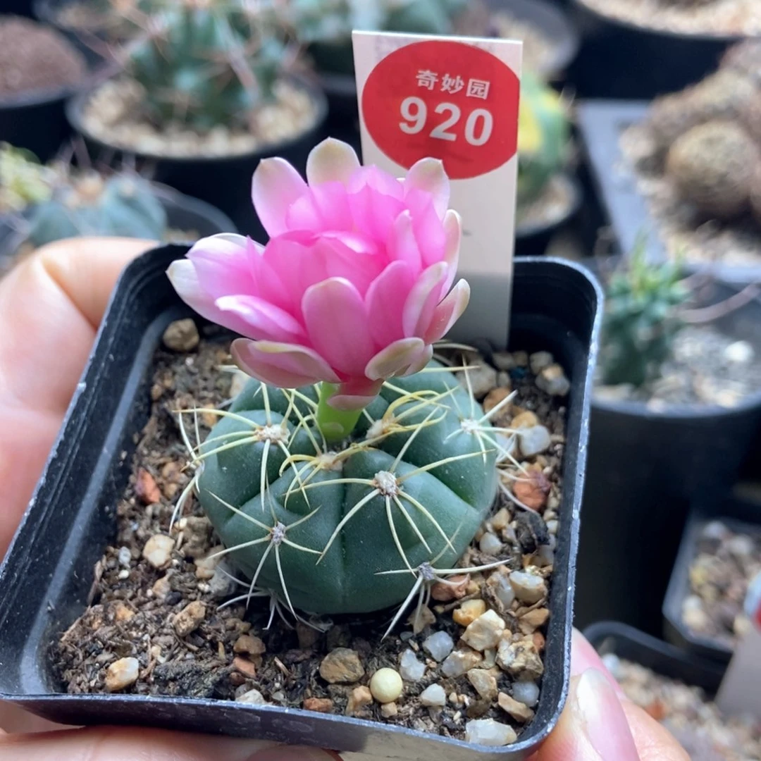 实生美花海王一颗仙人球