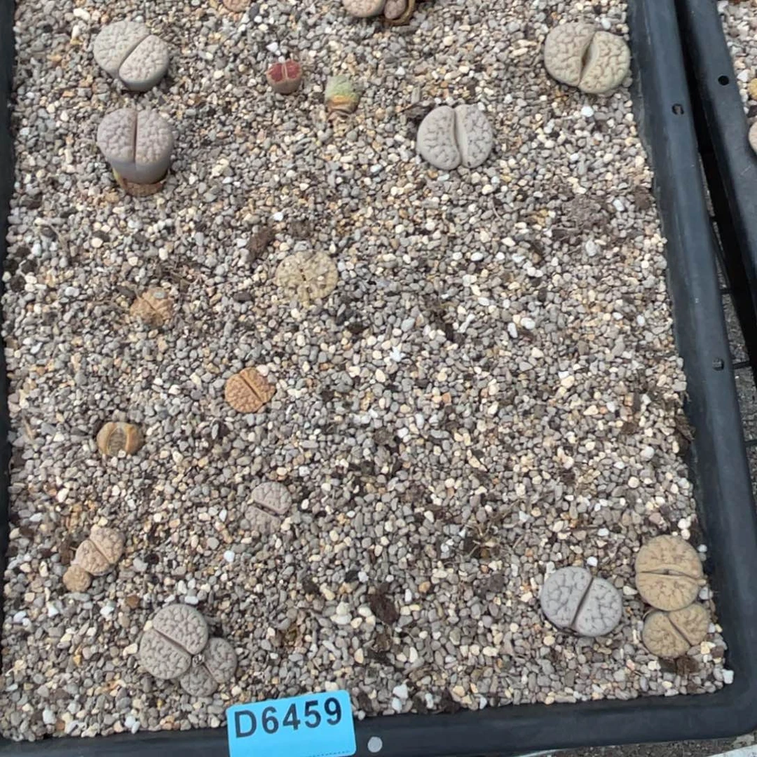 荔***水6459筐福利不售后