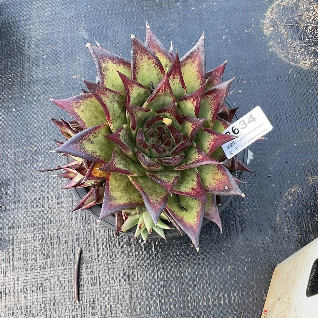 若如东云单拍B634