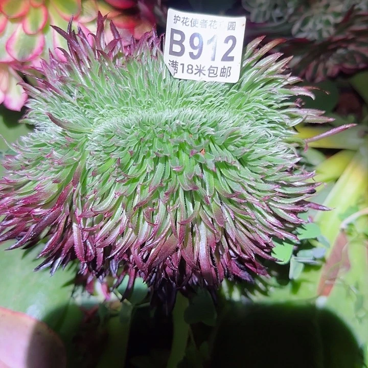 多肉法师金丝局缀化