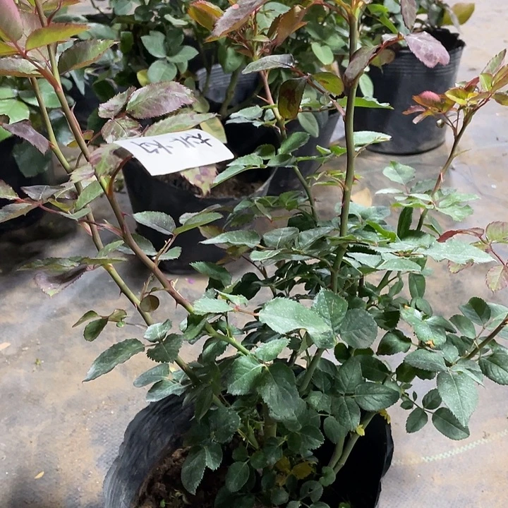 当前无花朵，栽培后可花朵桃灼蓝天