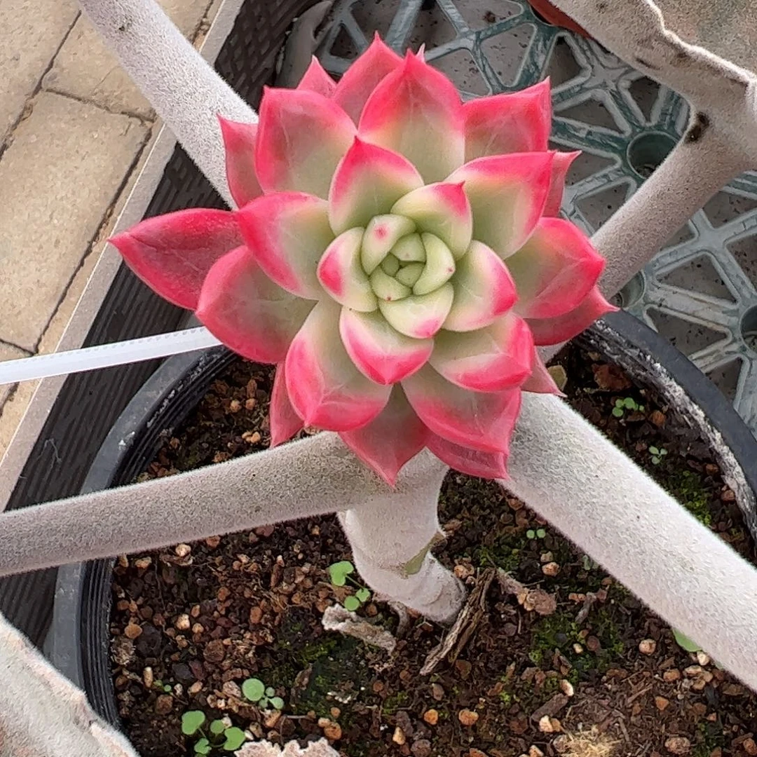 月亮彩锦 婕宝一物一拍