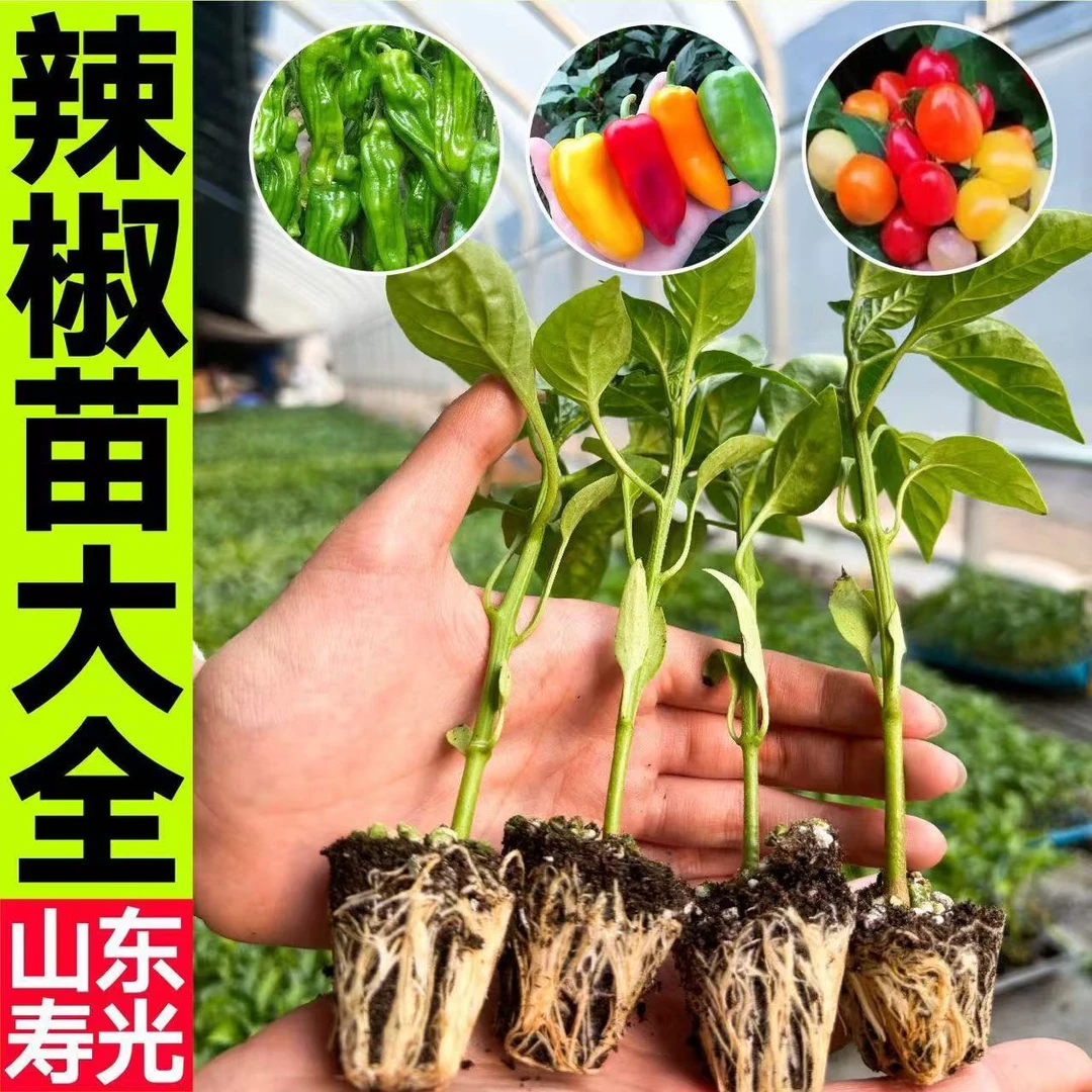 山东寿光各种辣椒大全秧苗幼苗美人椒樟树港杭椒朝天椒辣妹子甜椒