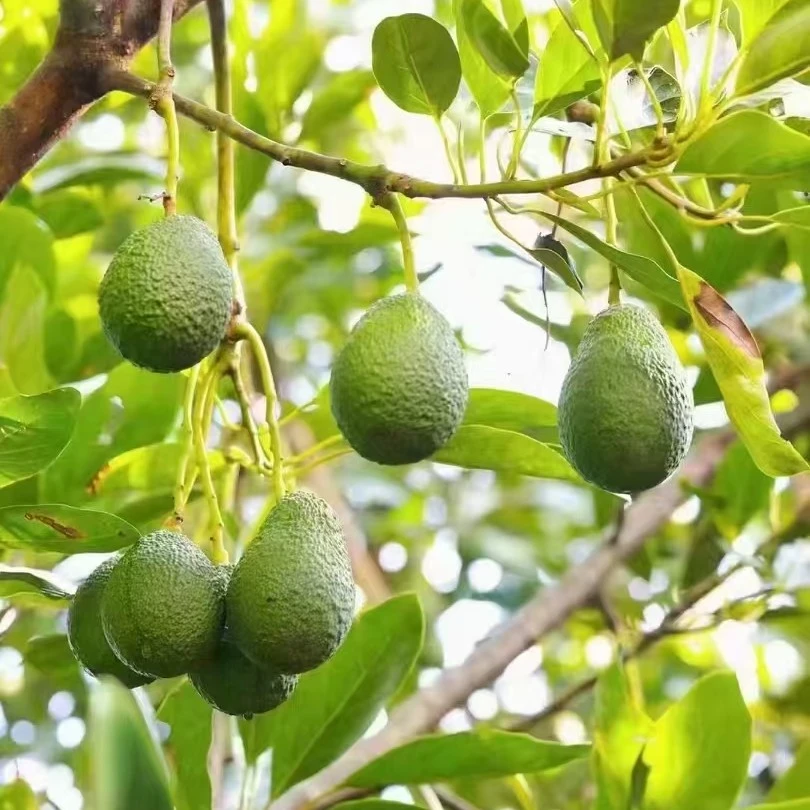 无品牌哈斯牛油果新鲜当季水果适合婴幼儿辅食孟连原产地发货