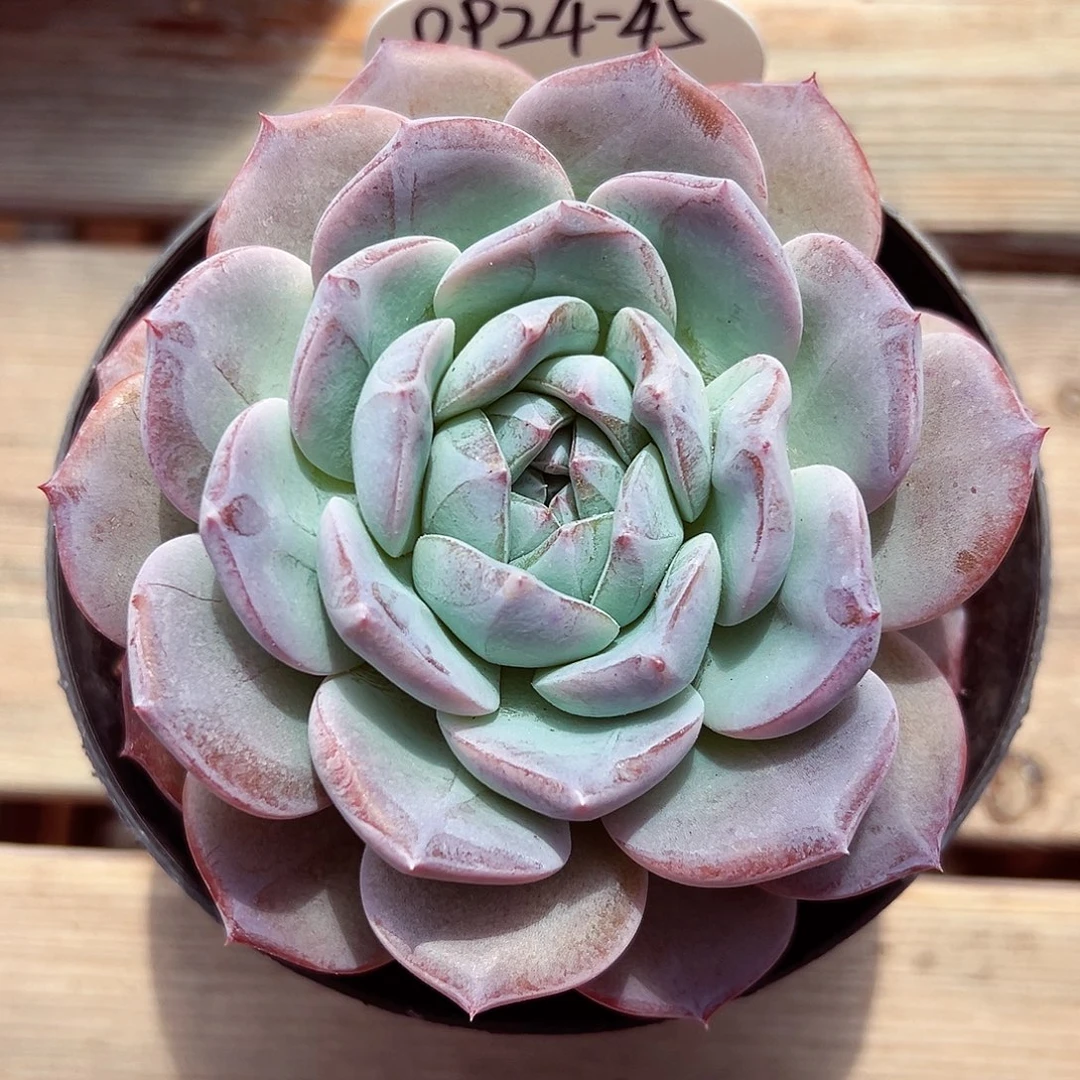 0924-45新品。。。。。。