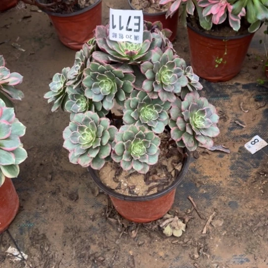 711粉花妖不包断枝