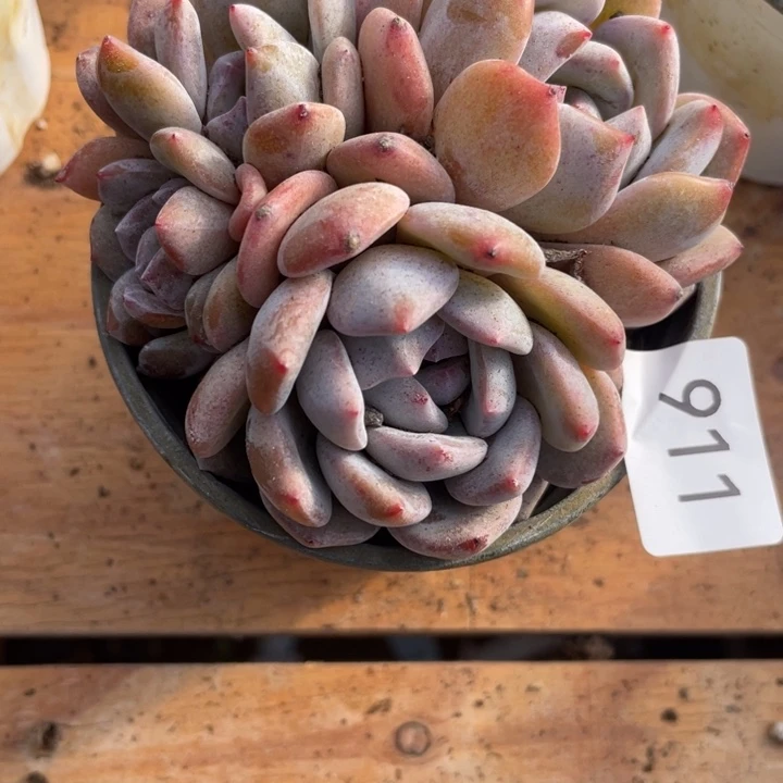 哈哈哈哈哈哈哈哈哈911