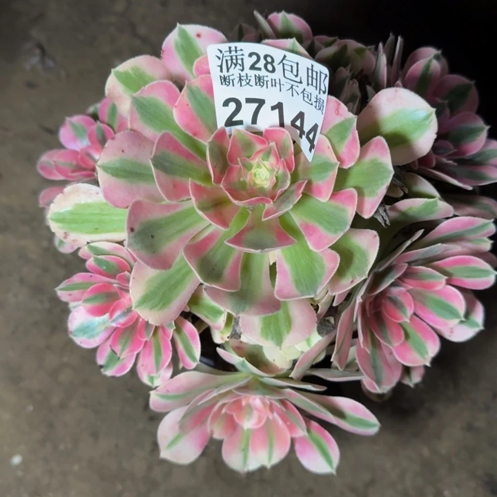 27144女巫不包断枝
