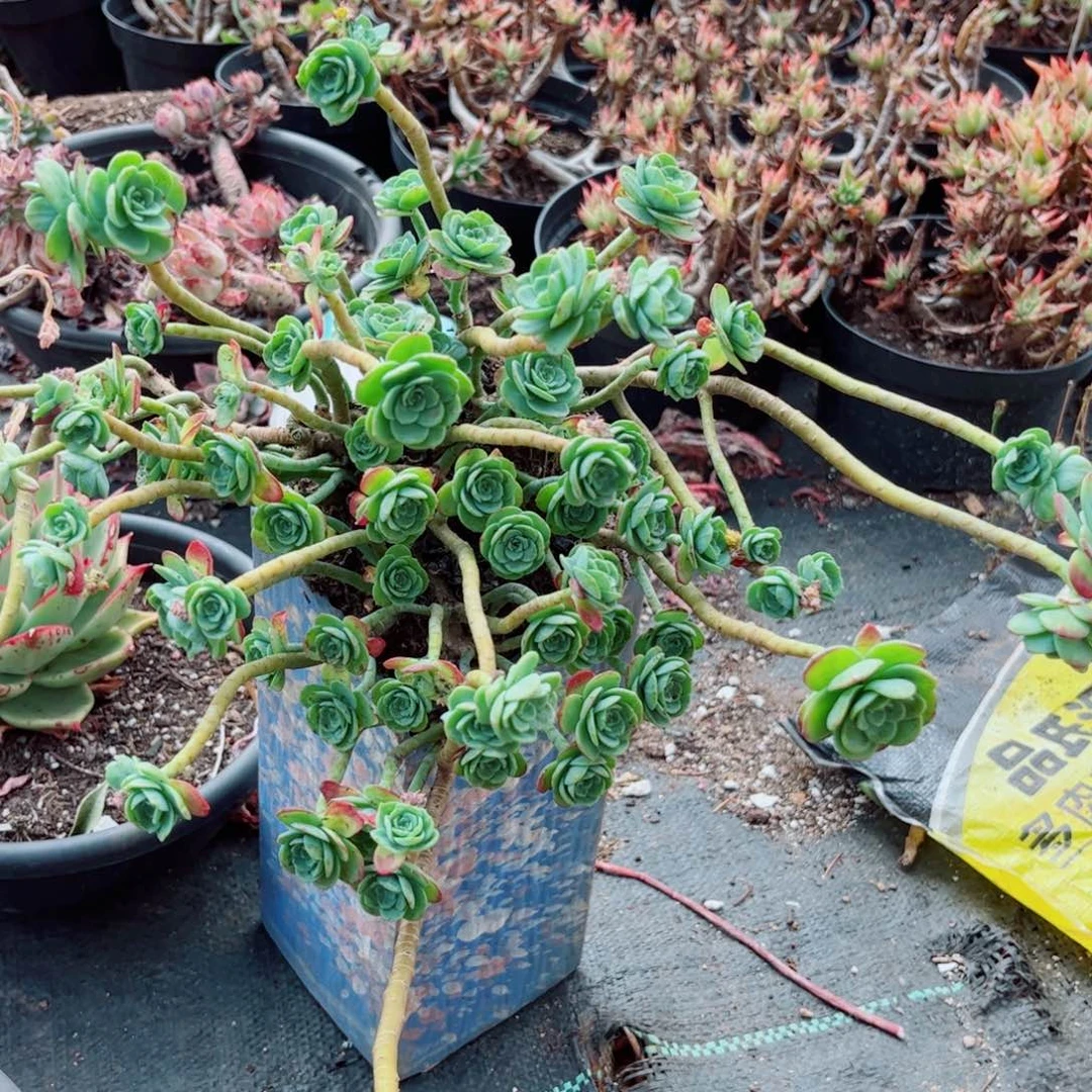 精品多肉大盆薄化妆