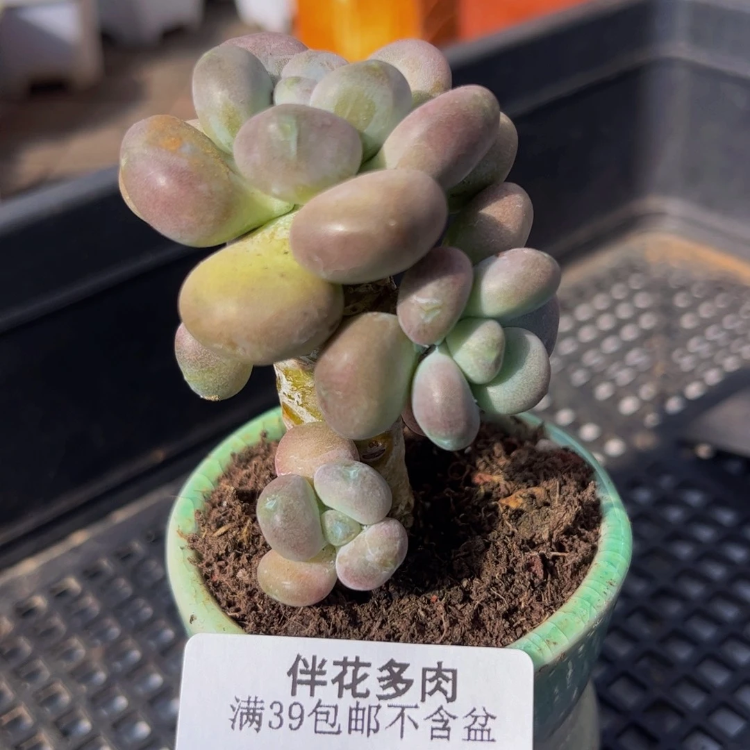 043-月美人多肉4cm