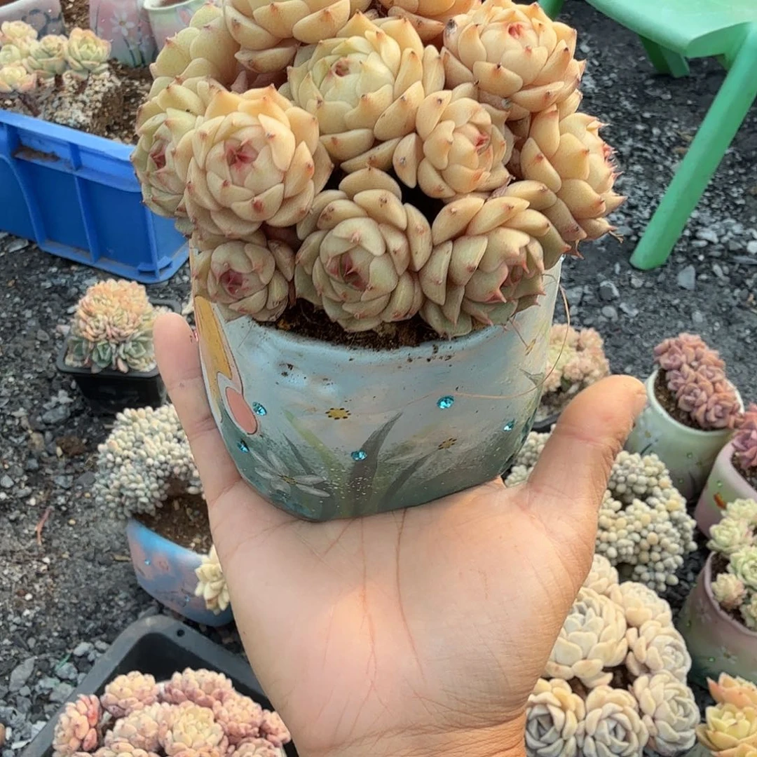 笨吧群精品包邮老桩