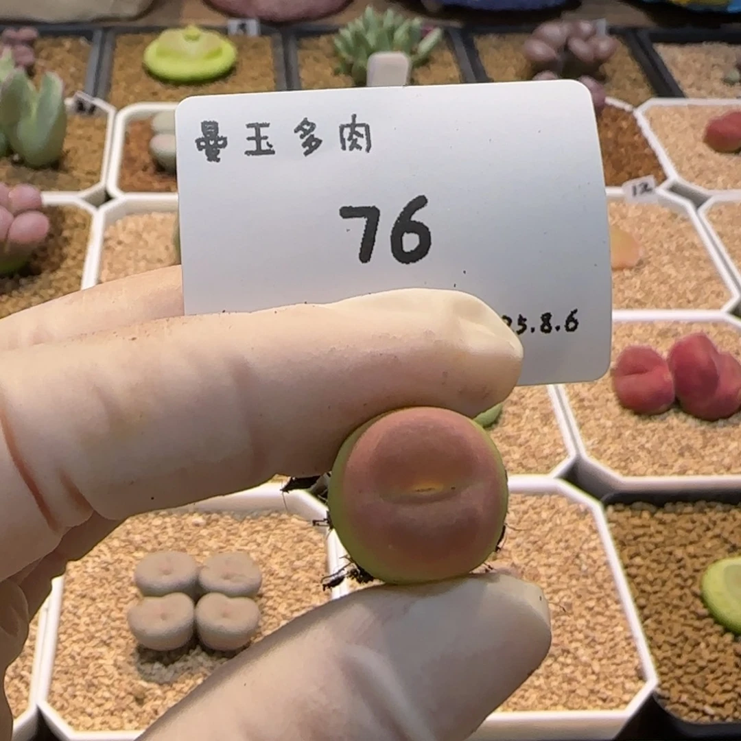丁***加多肉多肉多天8.6-076紫皮拉登2606