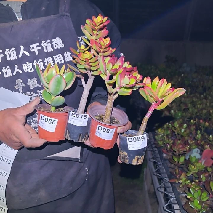 茉***莉四棵玉树花月086 915 087 089