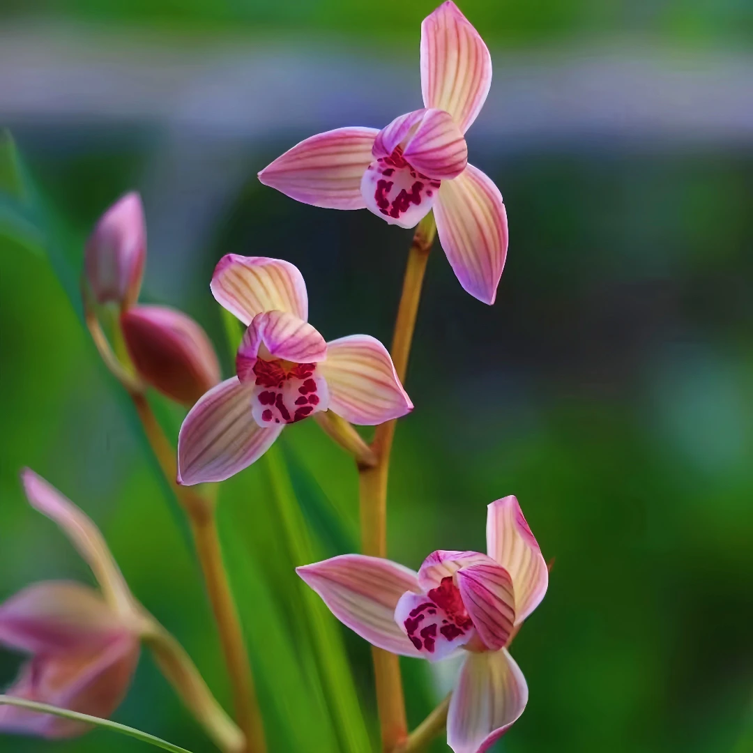 【粉玉荷】春剑浓香好养室内夏季室内