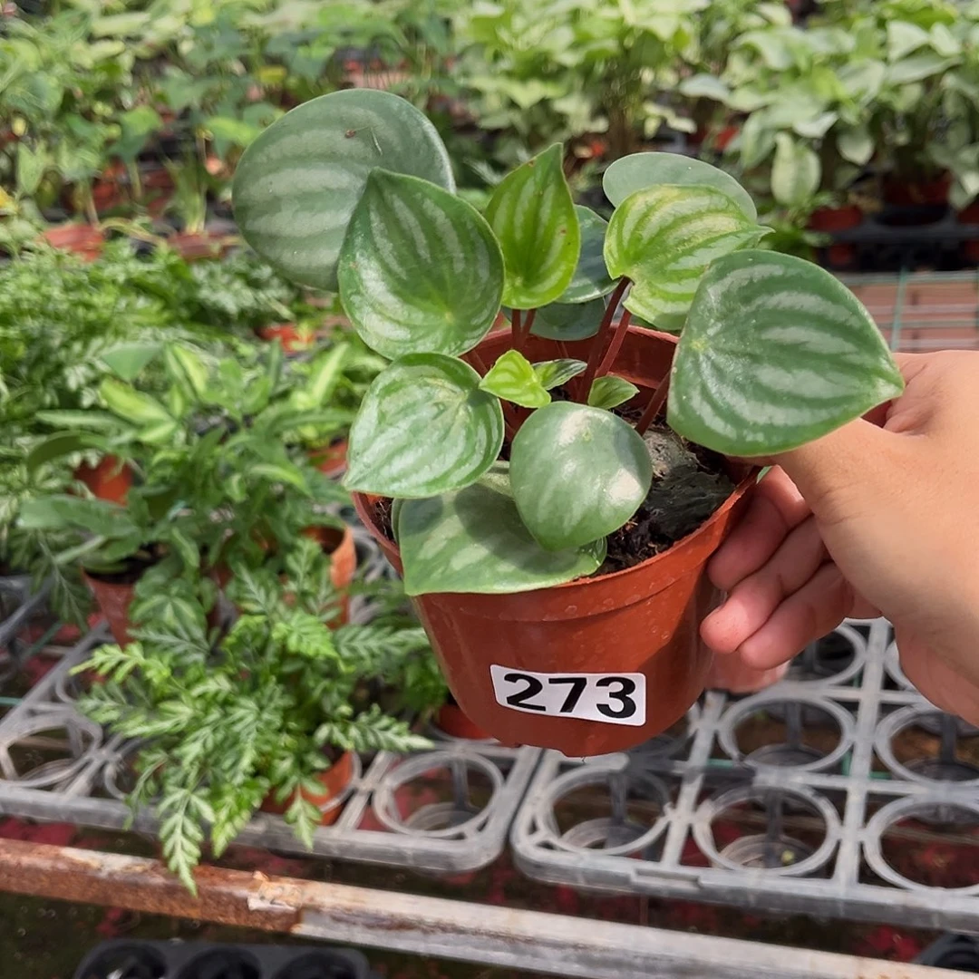 完全开放273 西瓜皮椒草