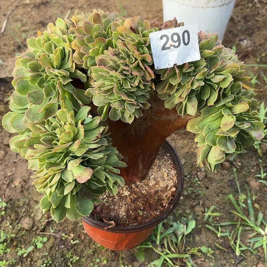 玫瑰缀断枝不包290