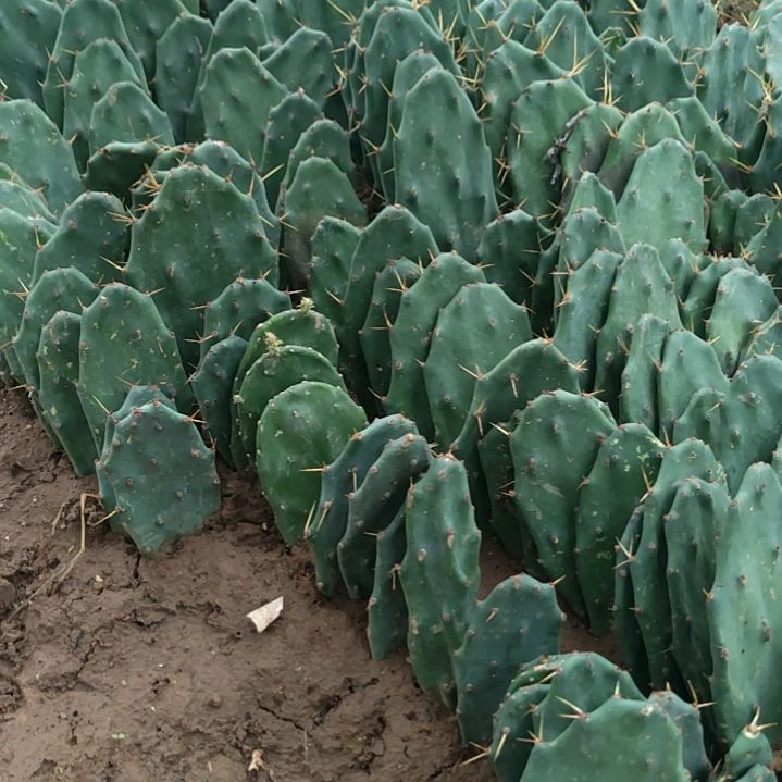 黄大刺仙人掌种植片十个