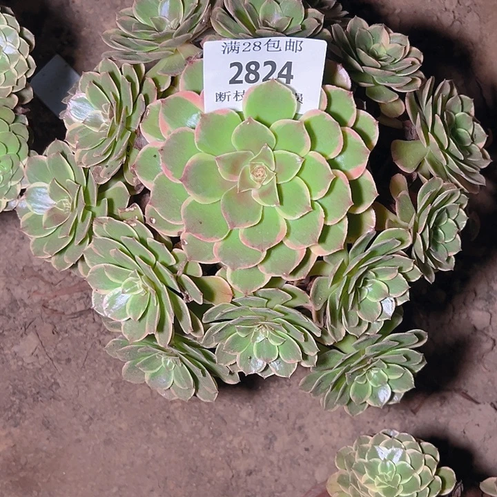 2824粉花妖多肉植物