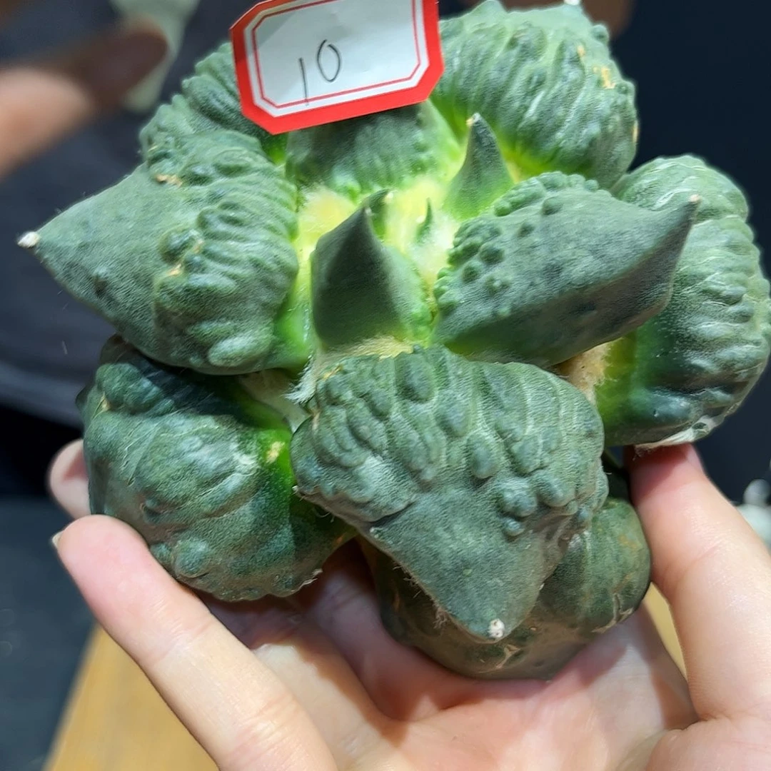 10号11.5cm自根超丸尤村主怒涛牡丹