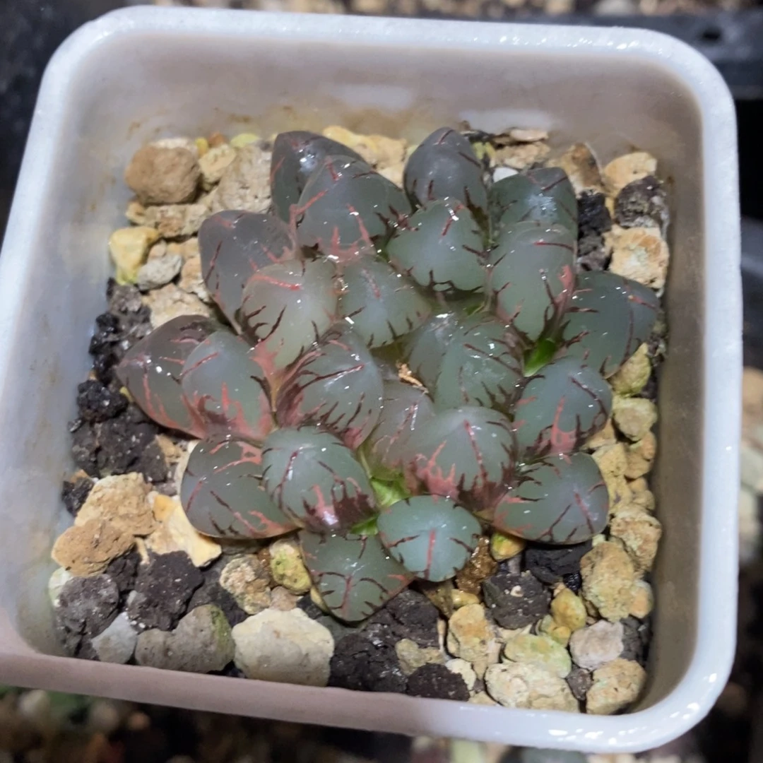 一颗实生玉露锦 开播福利