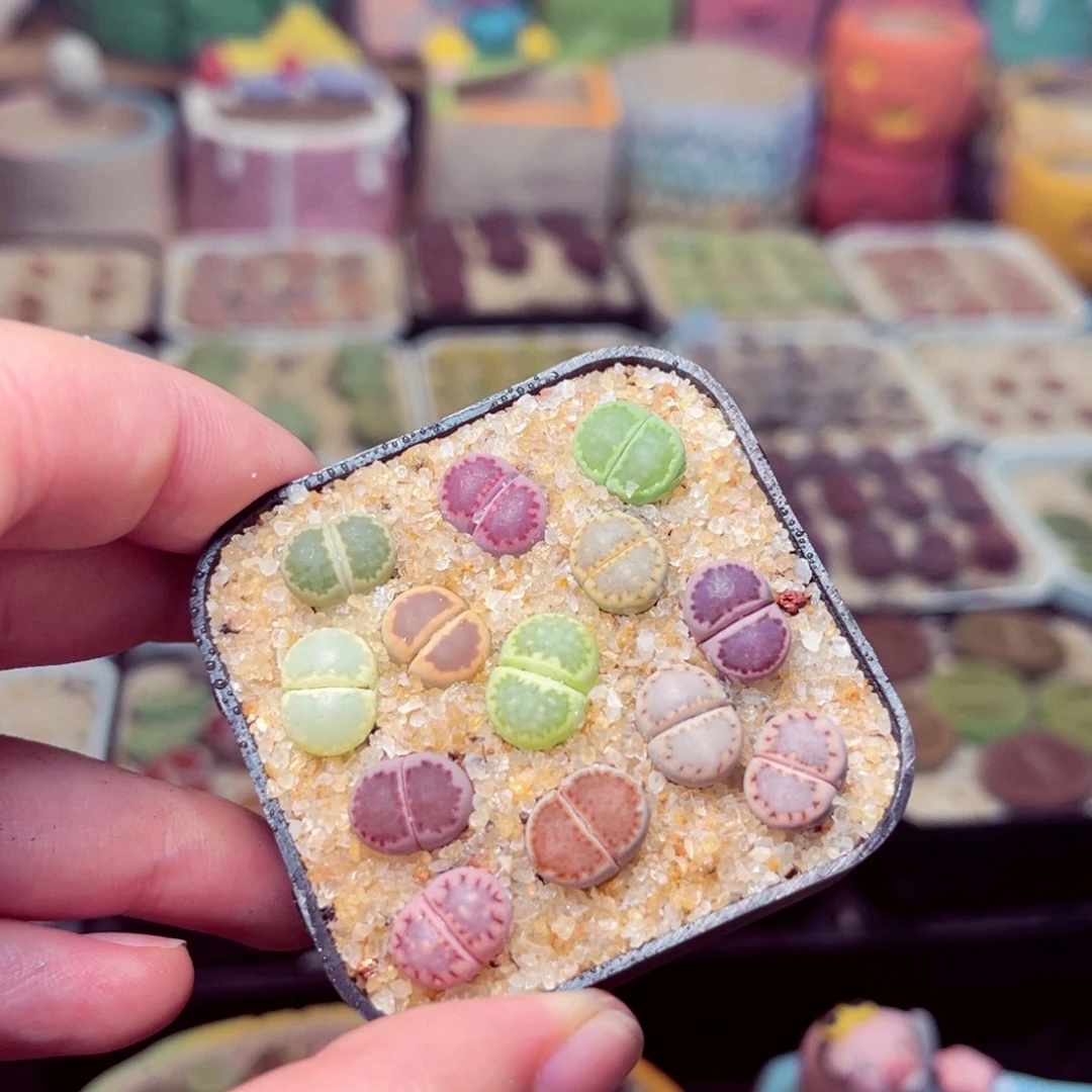 27号带盆包邮发货