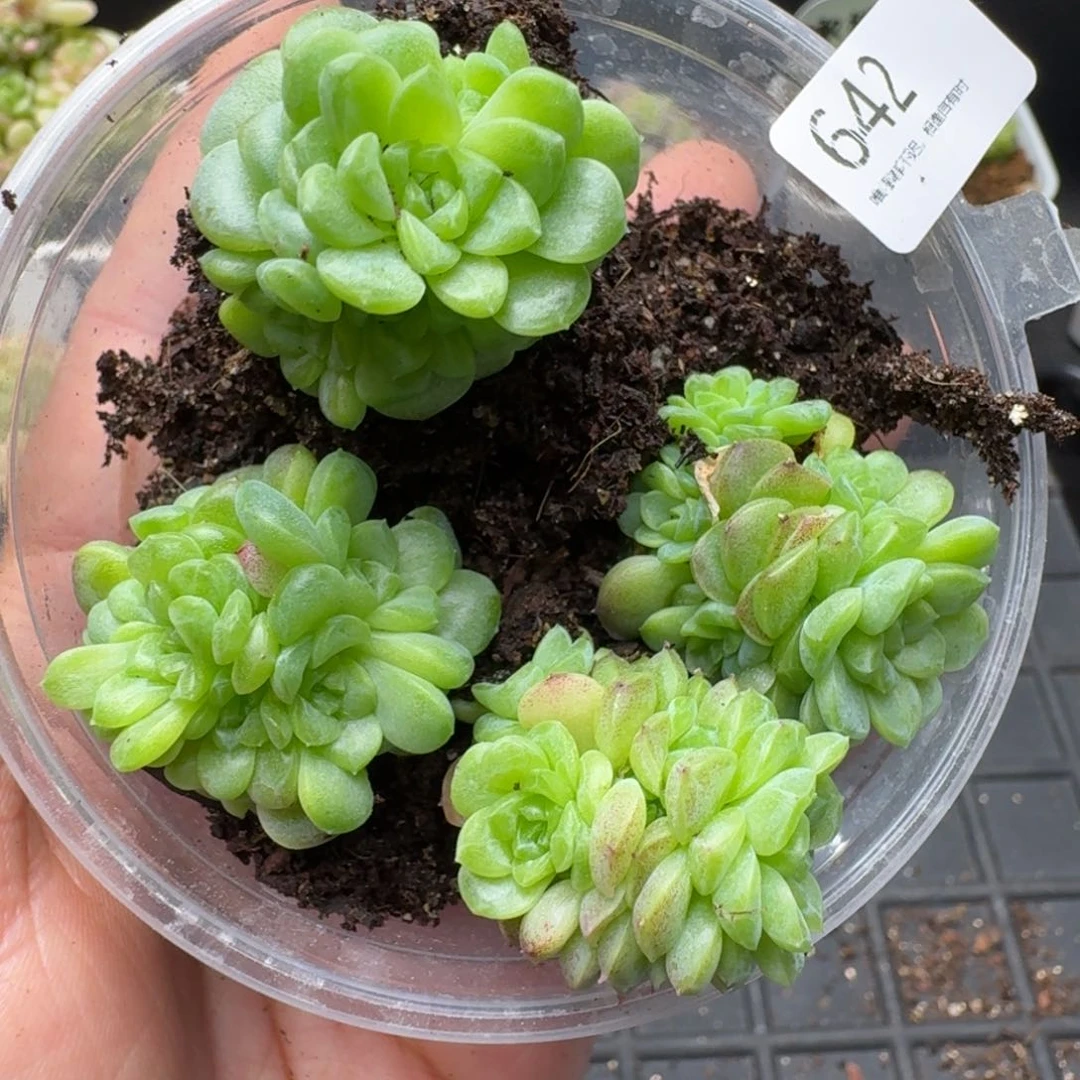 一物一拍一盒-509-642