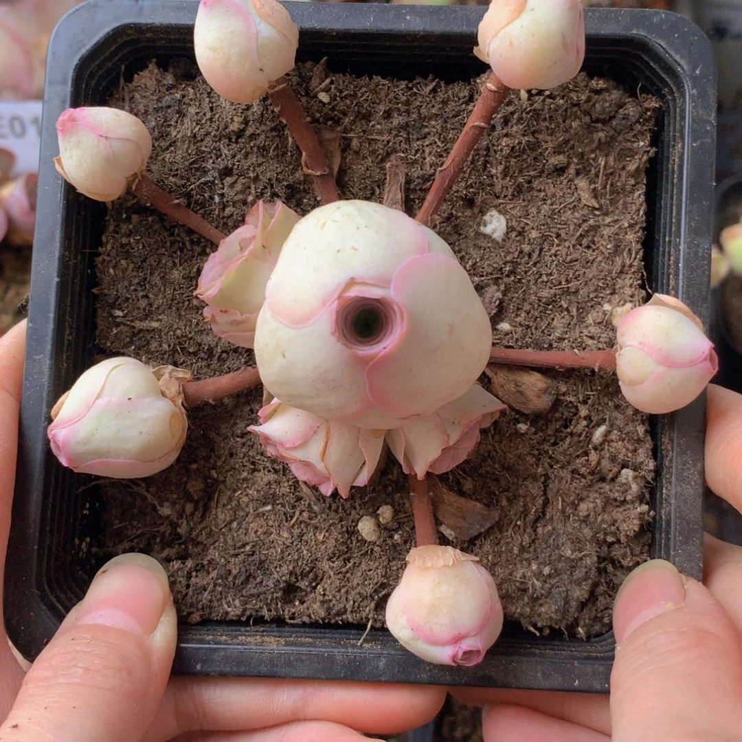 一物一拍星辰福利523