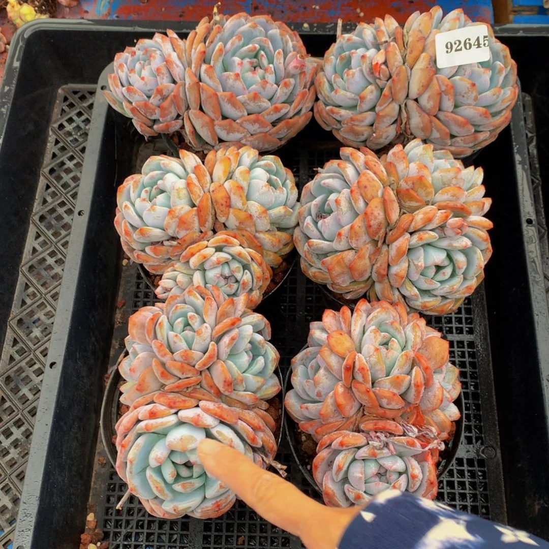 92645六个嗯嗯嗯嗯嗯嗯嗯好喜欢