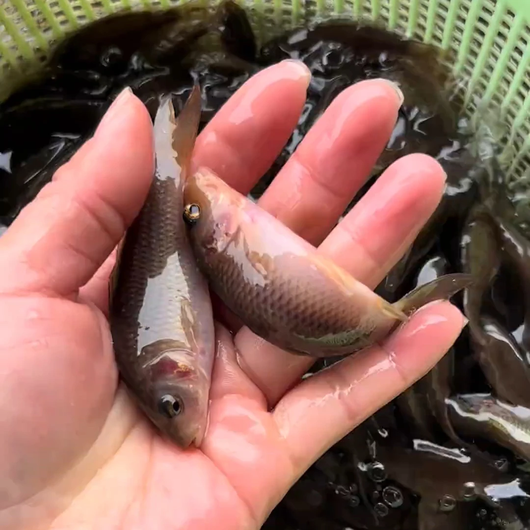 荷花禾花鲤鱼小鱼四川发货淡水养殖食用观赏均可