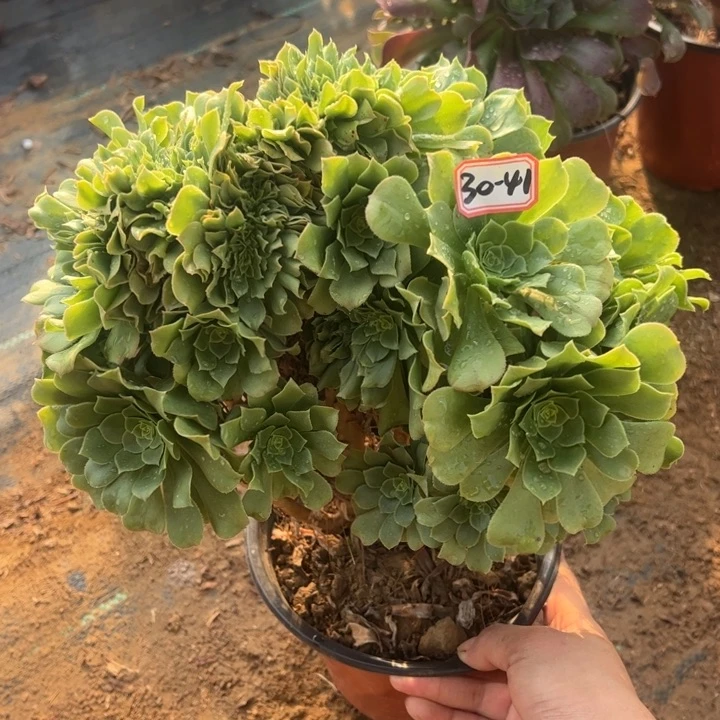 瑕疵绿杨蓉缀多肉植物30-41