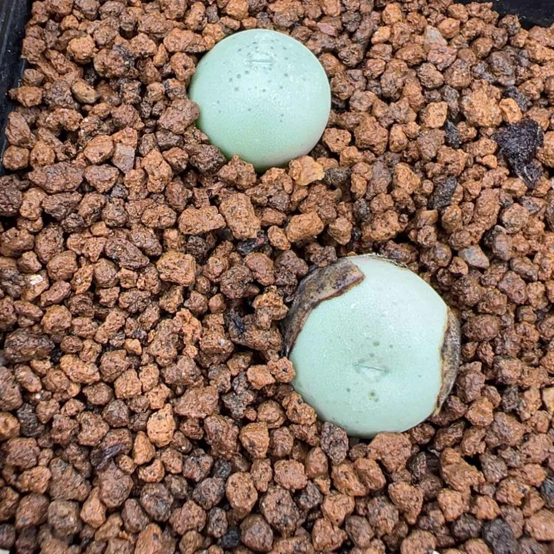 11-69小拳拳多肉植物，