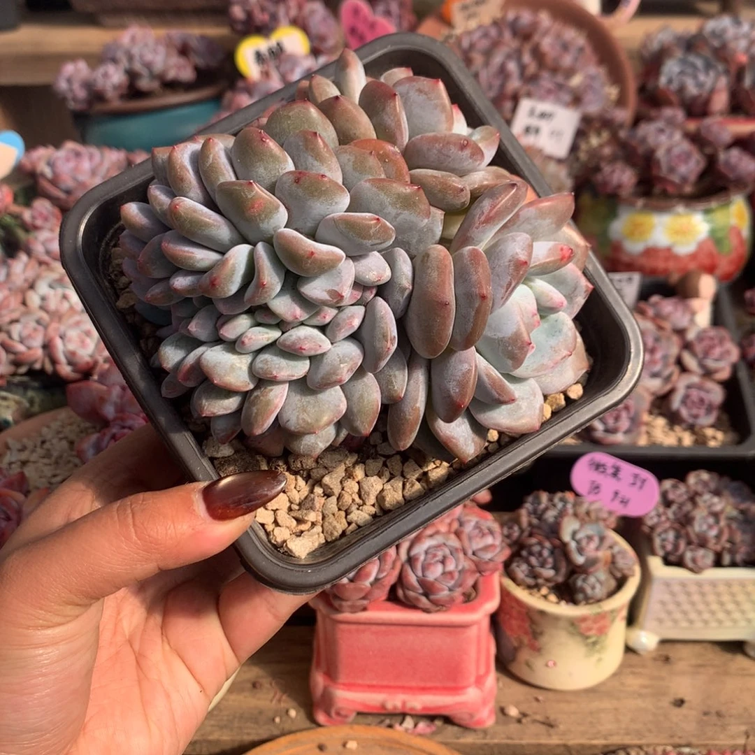 哈哈哈哈哈哈哈18