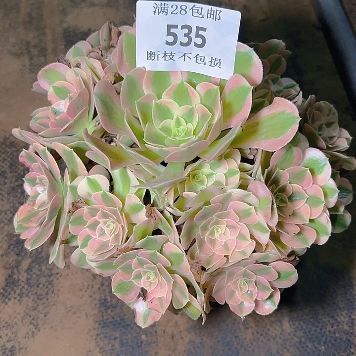 535粉女巫多肉植物