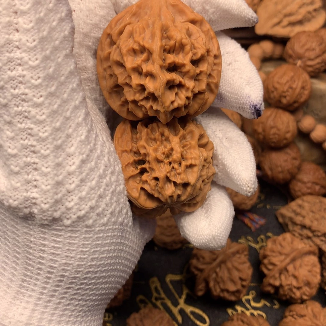 康**丁43尺秦岭野生帝王官帽福利不退换