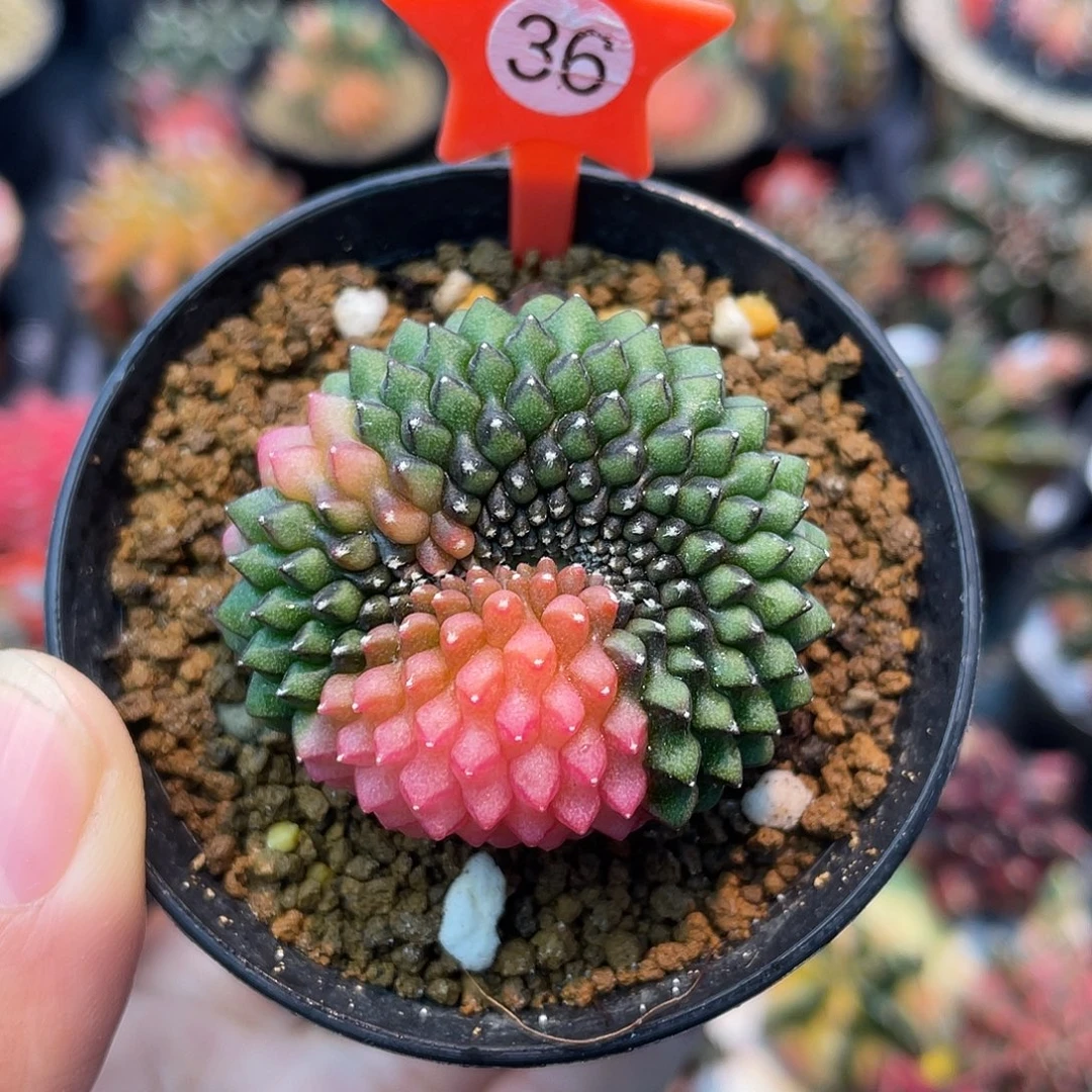 1-36貘锦4厘米…………