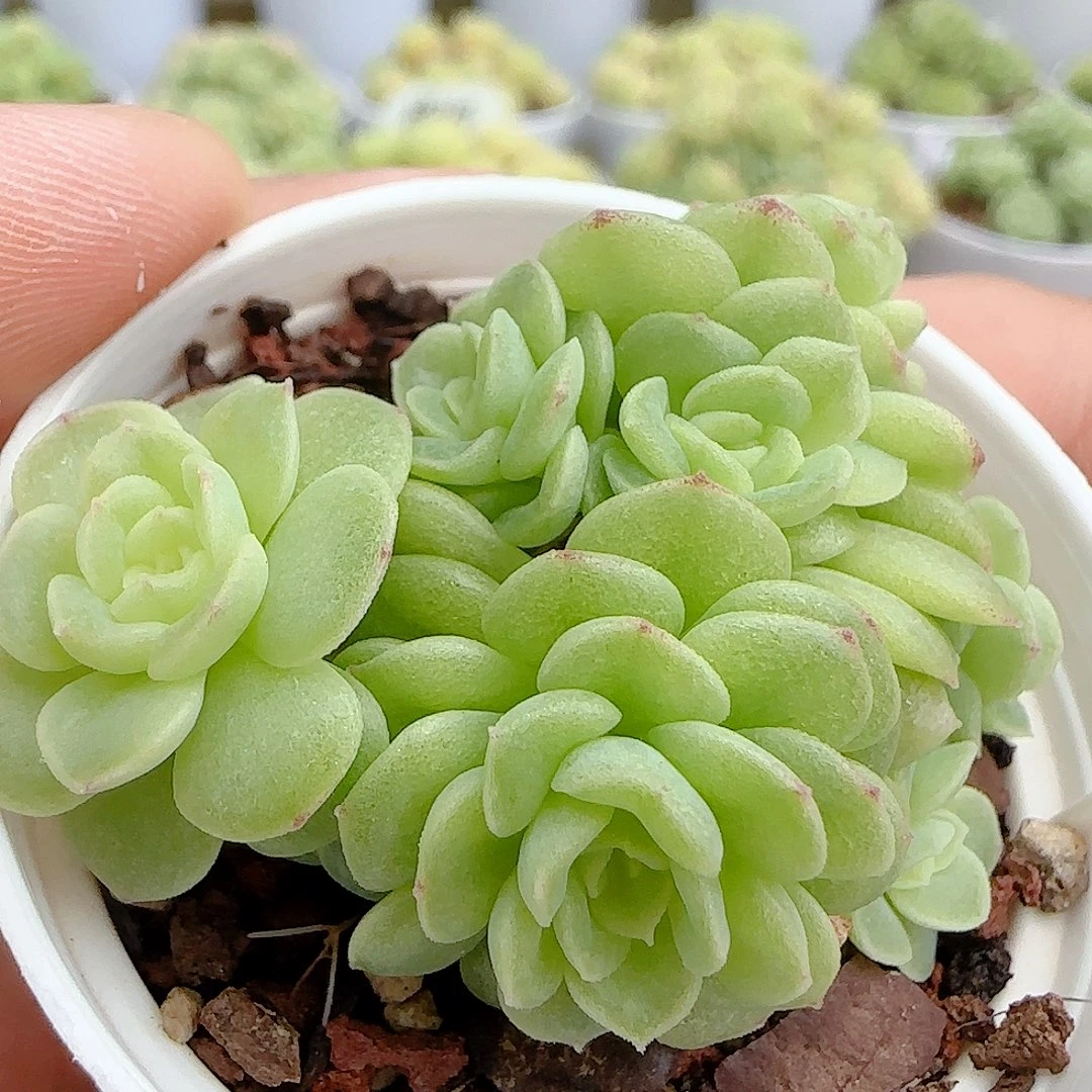 【闪购商品】0924-58圆脸优选麦杆