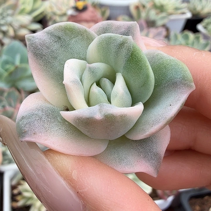 可爱玫瑰锦彩锦一颗颗