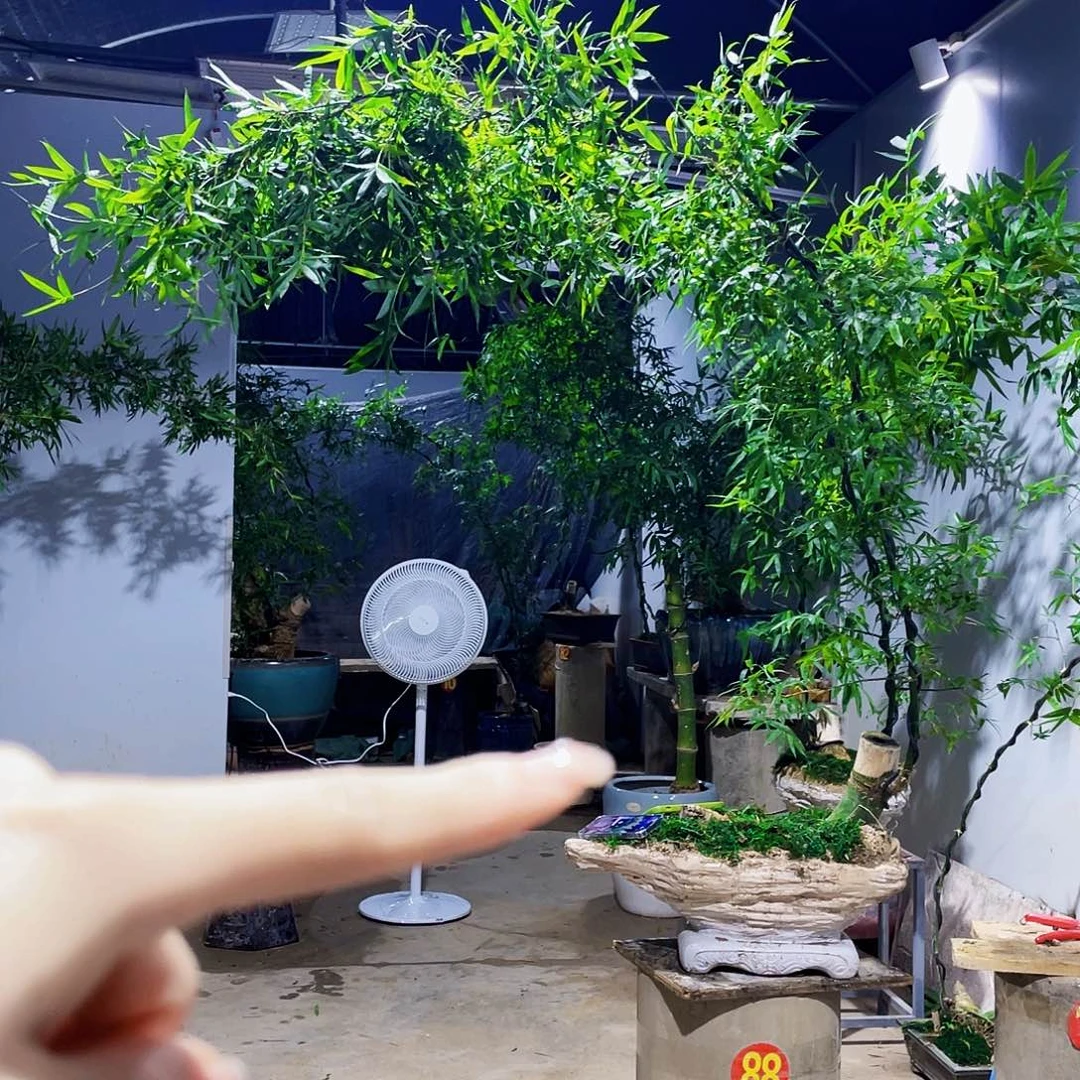 无花朵骑****G小叶簕竹熟桩陶瓷盆一物一拍