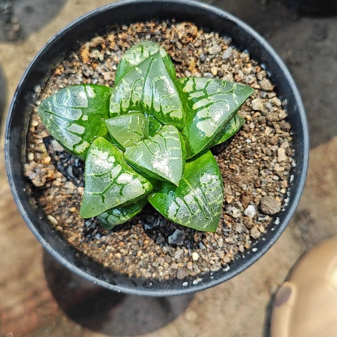 画皮一颗多肉植物