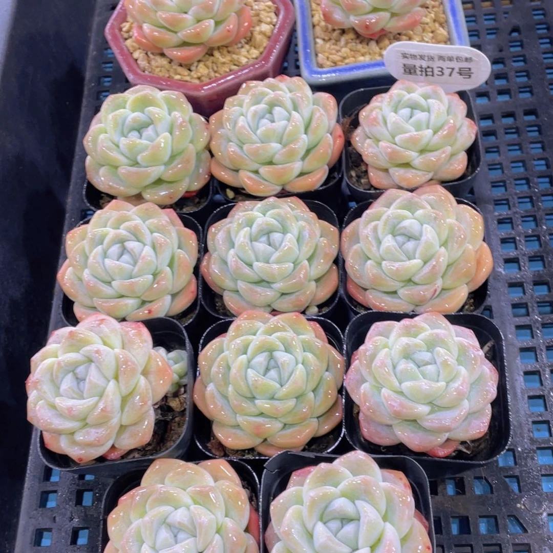 量拍37号 丸叶奶油钻石冰玉单头一个m