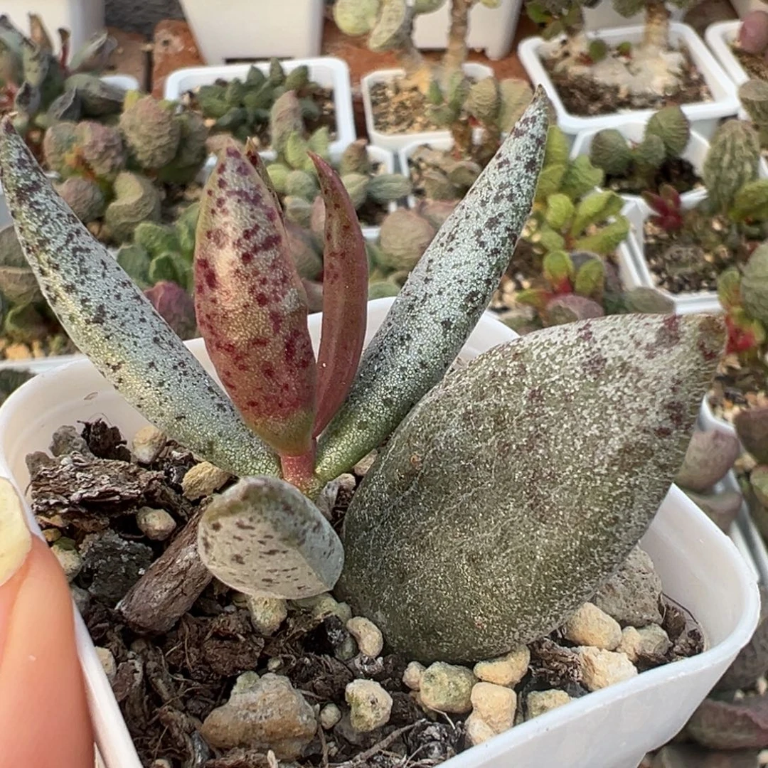 实生新品大苗多肉植物水泡