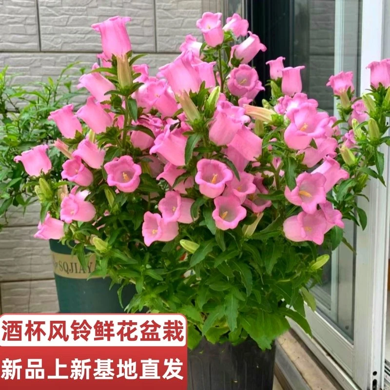 大花酒杯风铃鲜花盆栽庭院阳台带花苞四季播种开花易活花卉植物