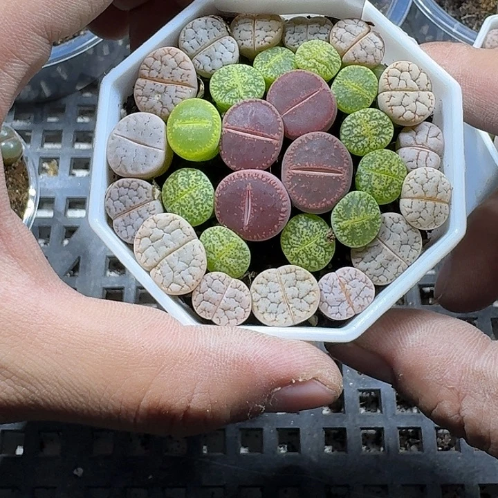 12 多肉植物多肉植物