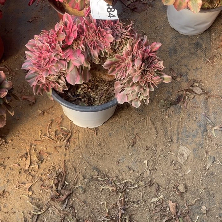 多肉粉女巫缀化484