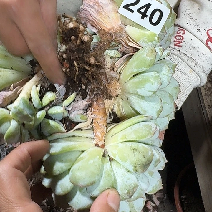 小***花240劳林123456789123